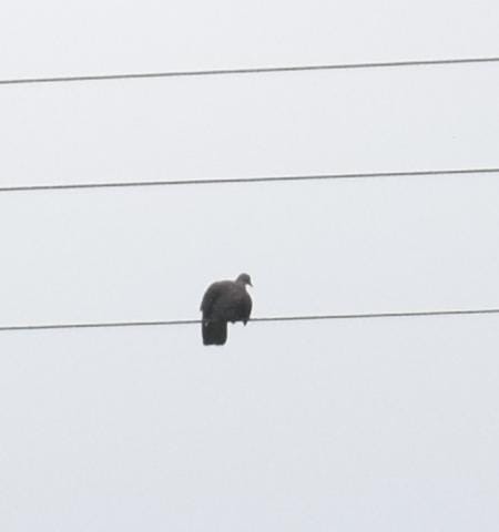 Eared Dove - Elenita Castro