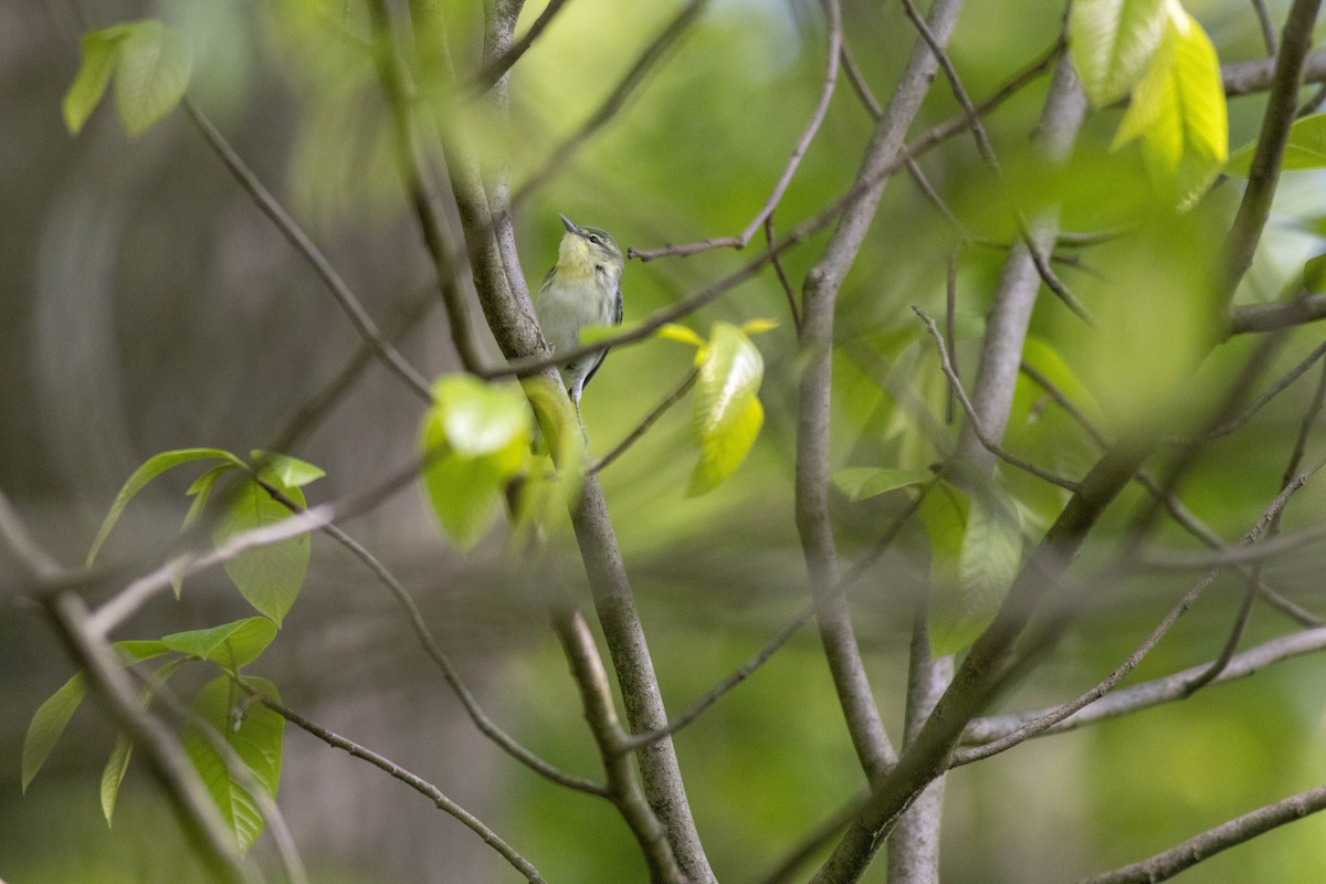 Cerulean Warbler - John Garrison