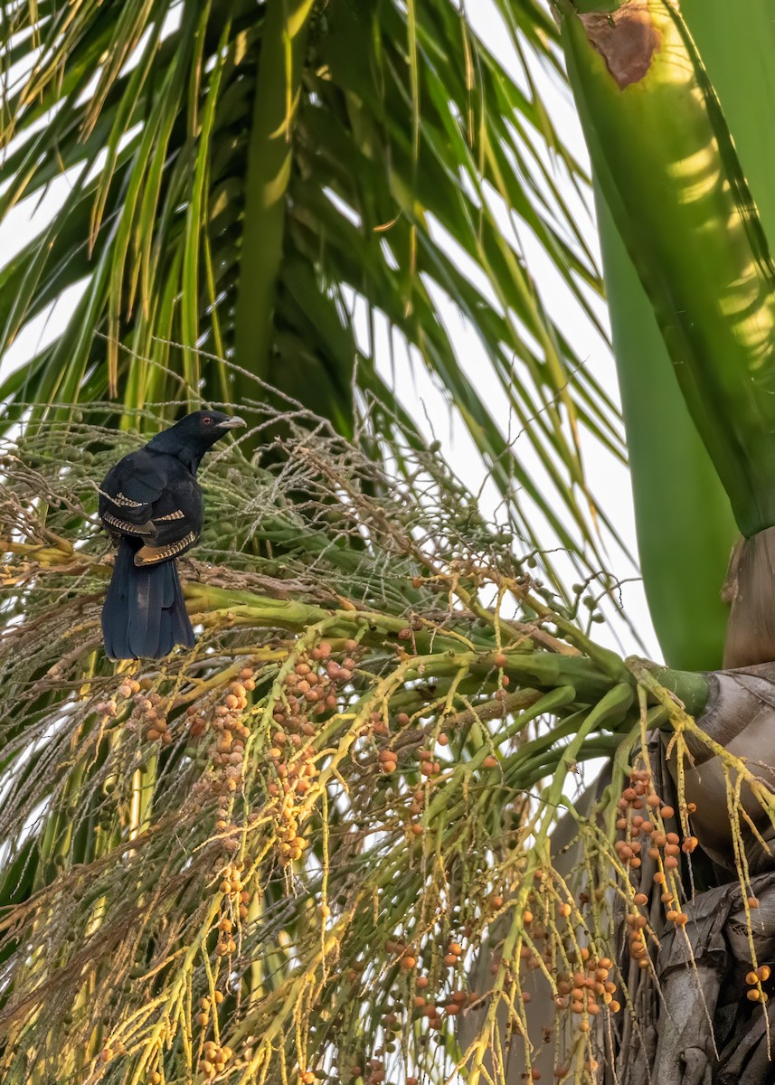 Pacific Koel - Geoffrey Groom