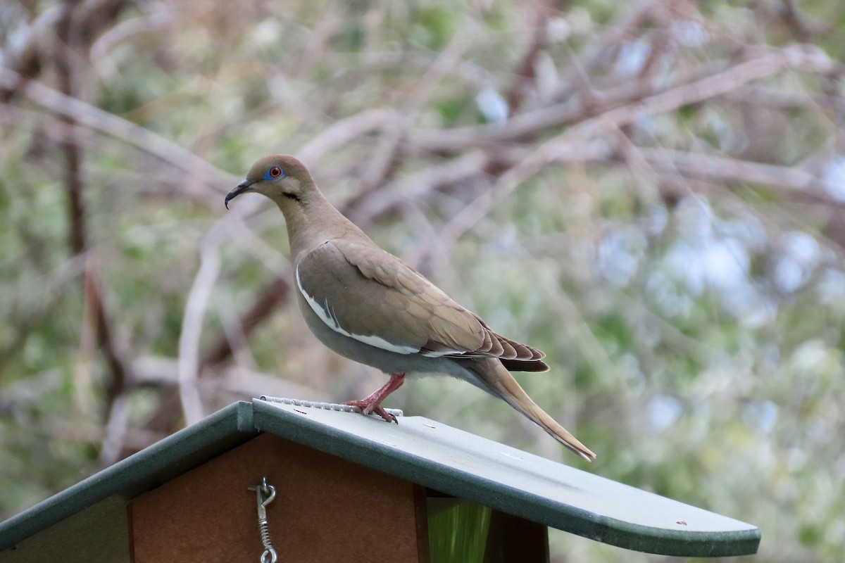 White-winged Dove - ML618851946