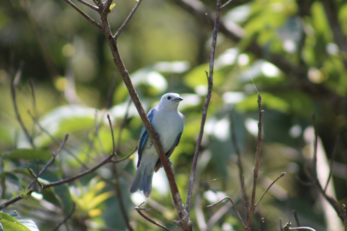 Blue-gray Tanager - ML618851959