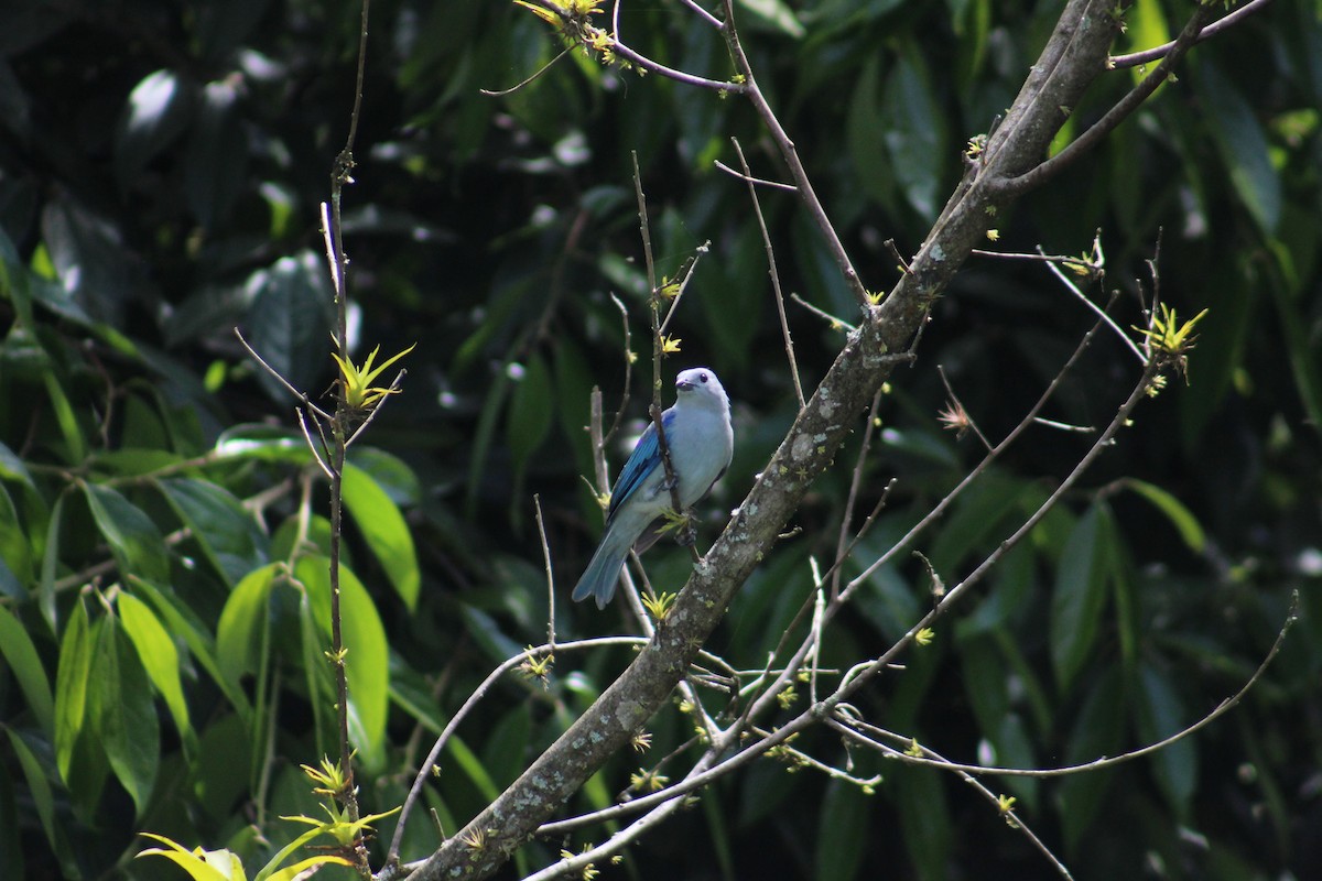 Blue-gray Tanager - ML618851961