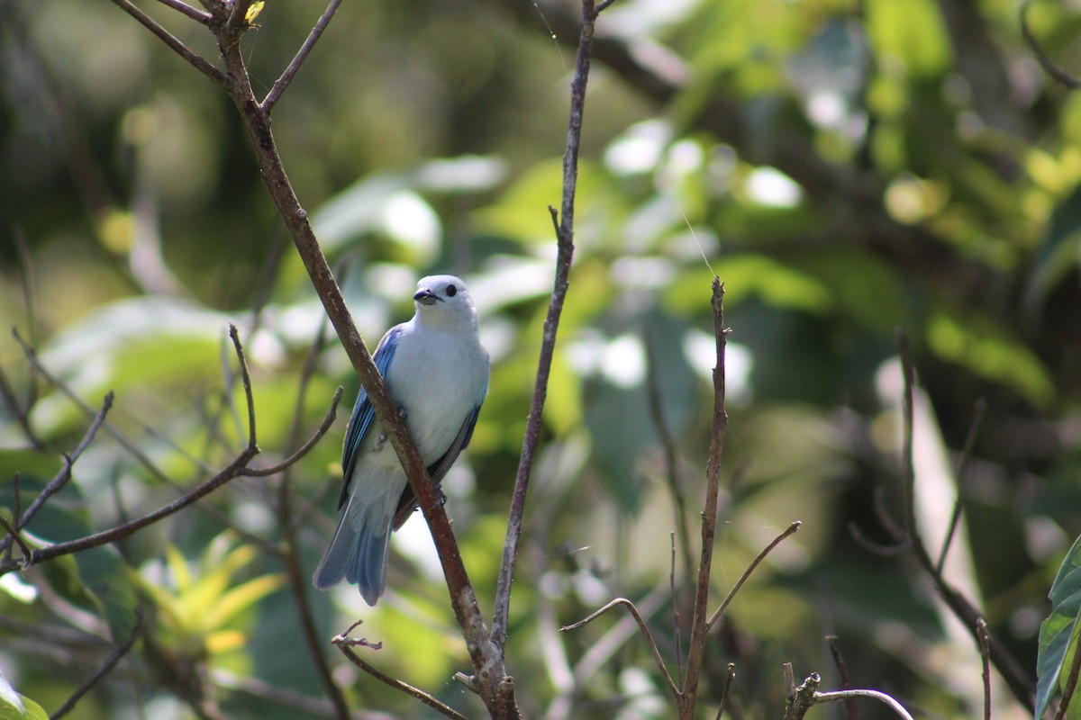 Blue-gray Tanager - Luis Quisobony Rengifo