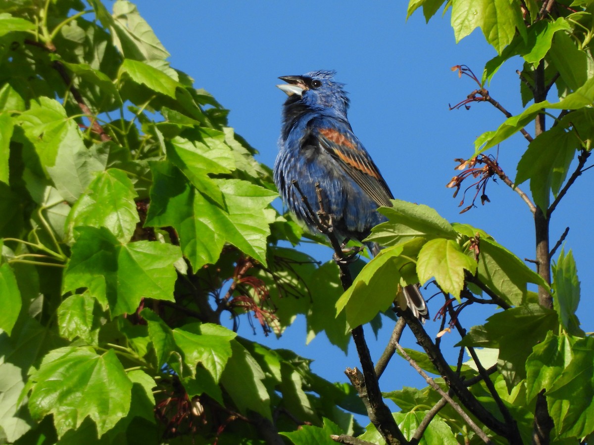 Blue Grosbeak - JamEs ParRis