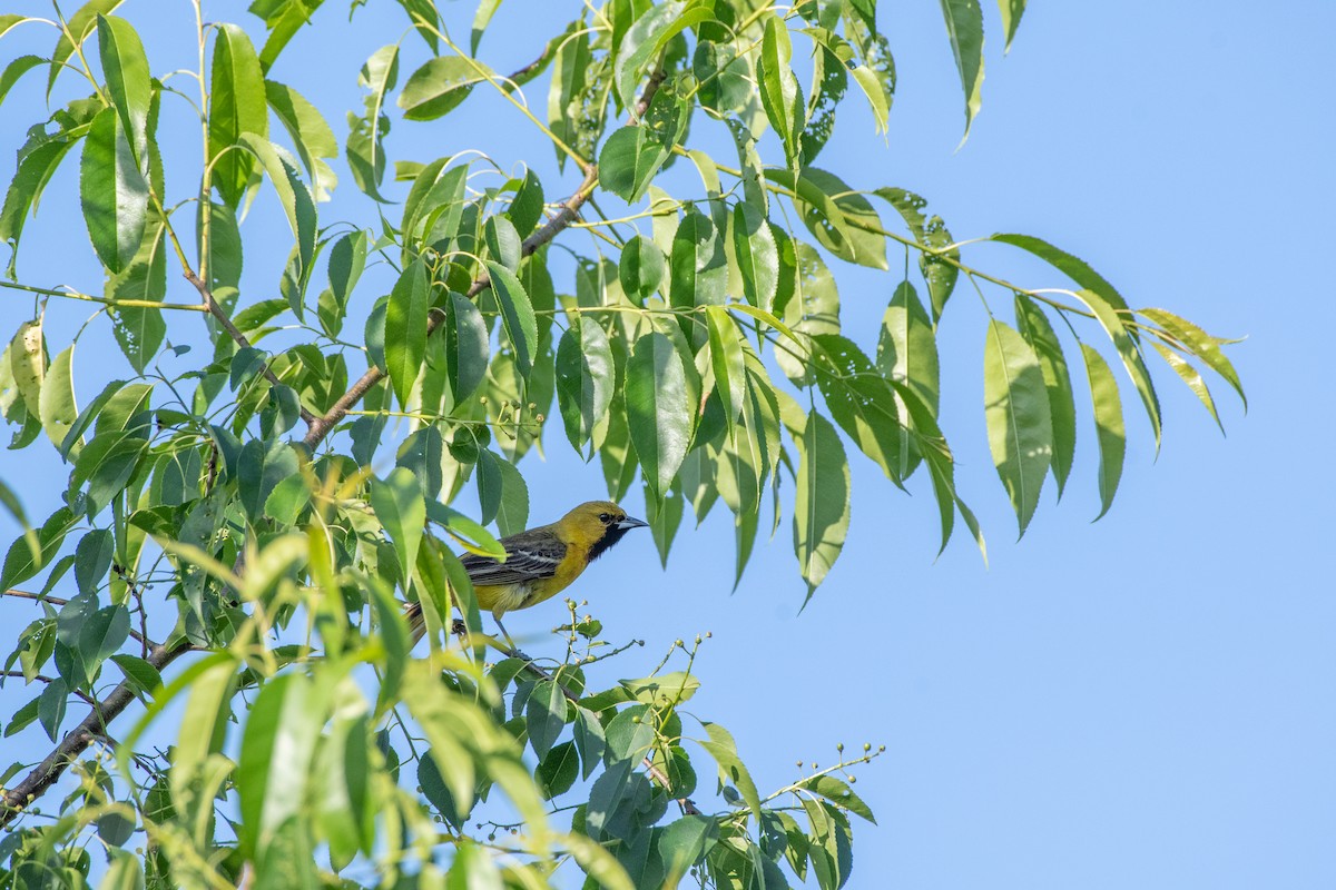 Orchard Oriole - Helen M