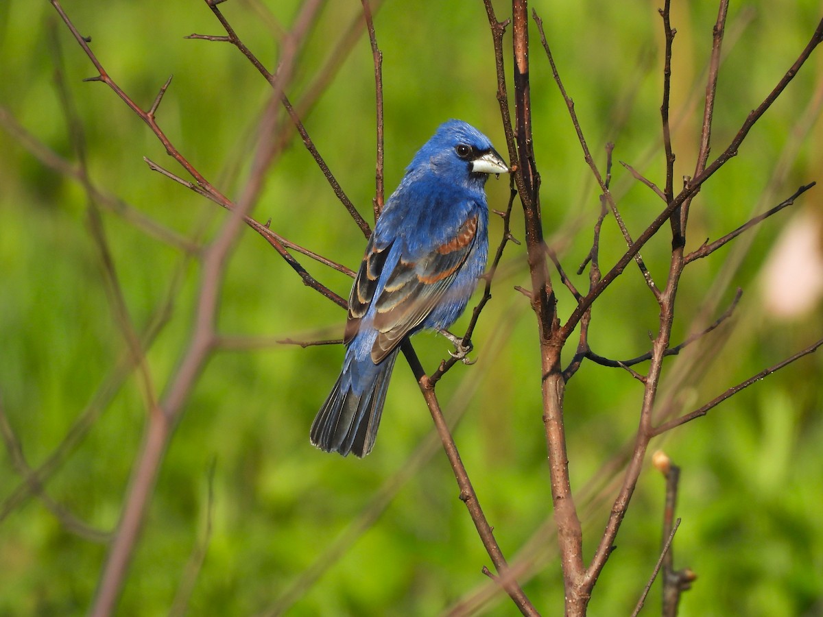 Blue Grosbeak - JamEs ParRis