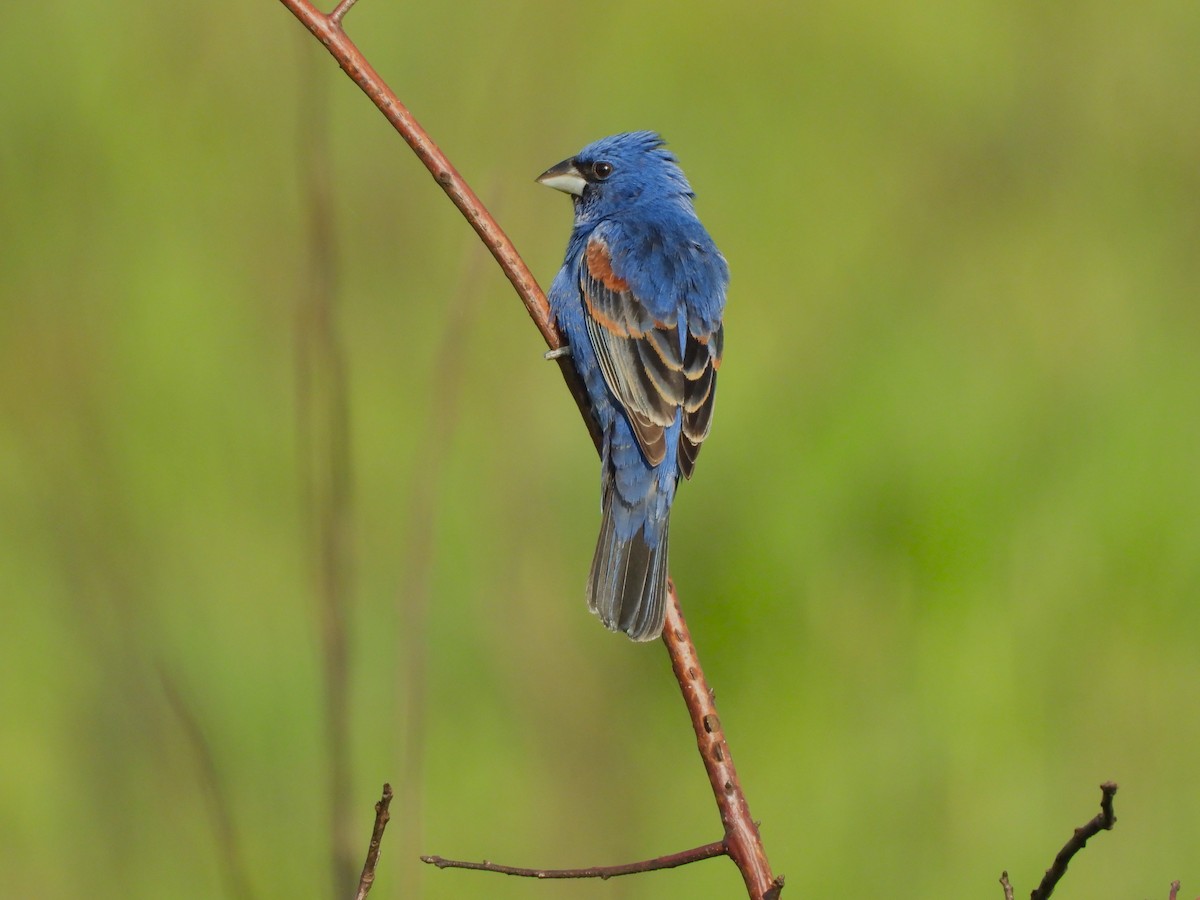 Blue Grosbeak - JamEs ParRis