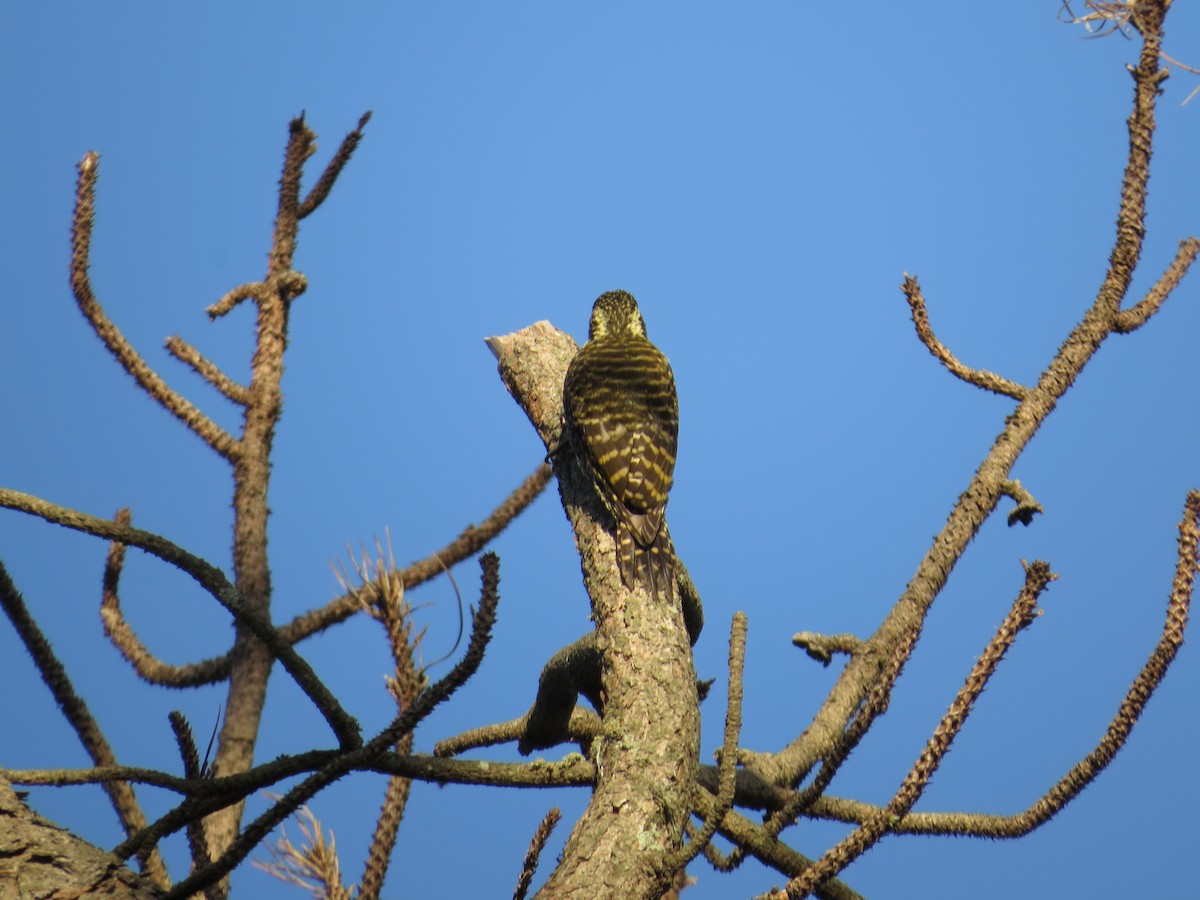 White-spotted Woodpecker - Alejandra de Giorgi