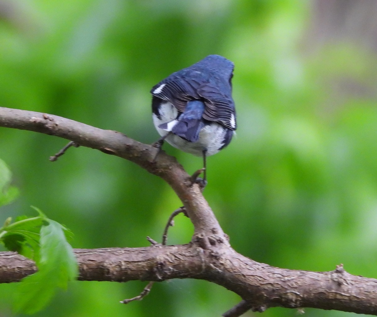Black-throated Blue Warbler - Fannie Courtier