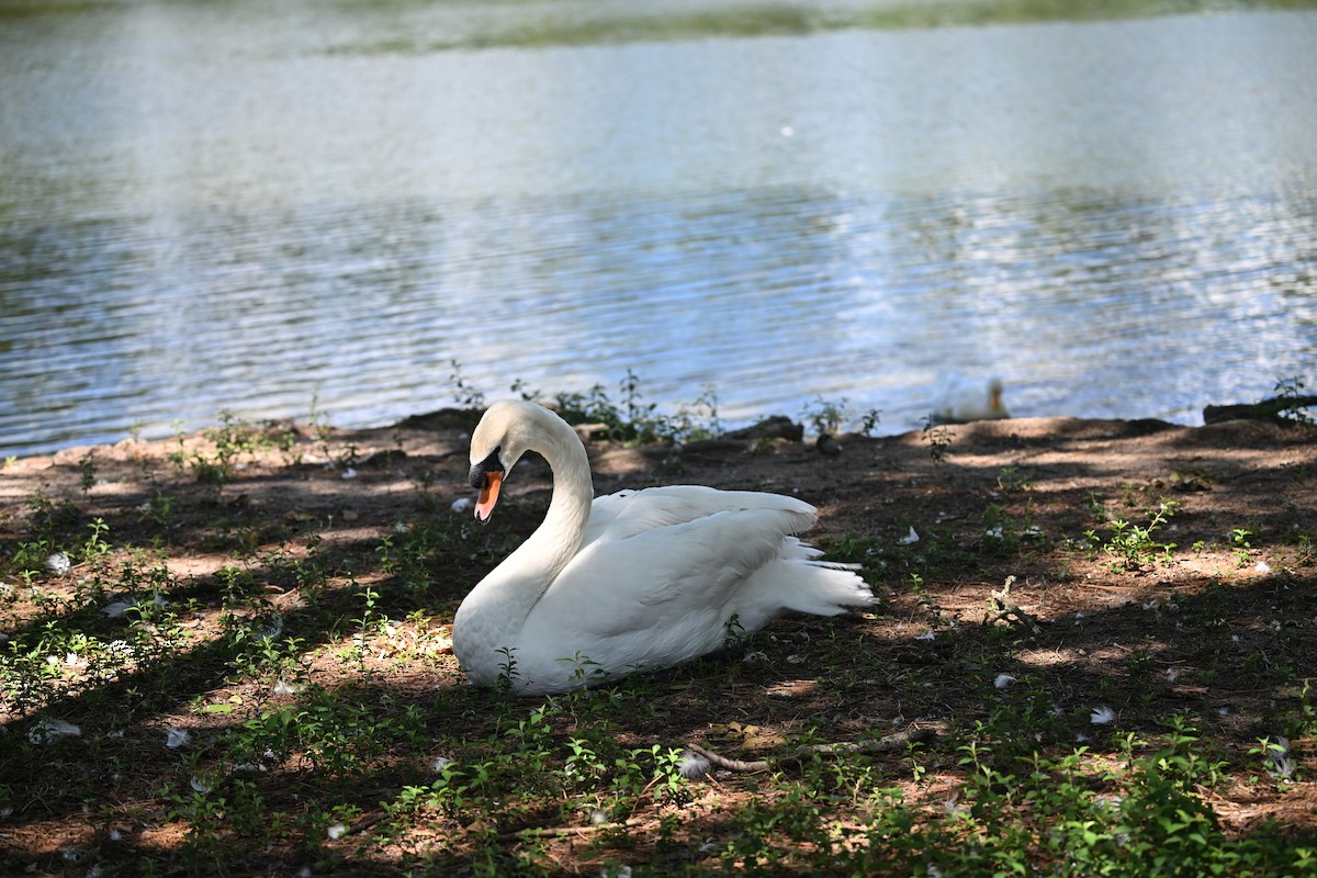 Mute Swan - Deborah Penrose