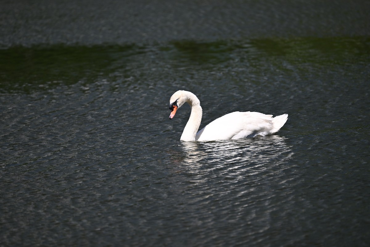 Mute Swan - Deborah Penrose