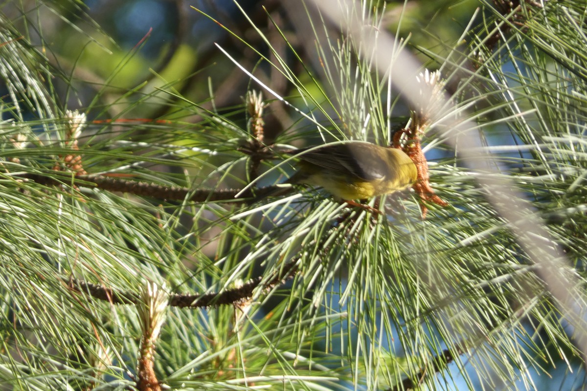 Pine Warbler - Js Colsmith