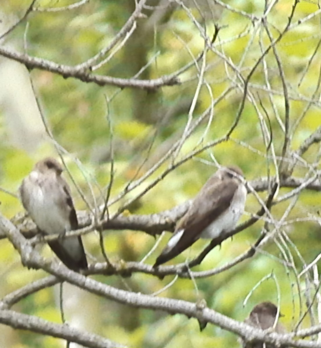 Northern Rough-winged Swallow - ML618852001