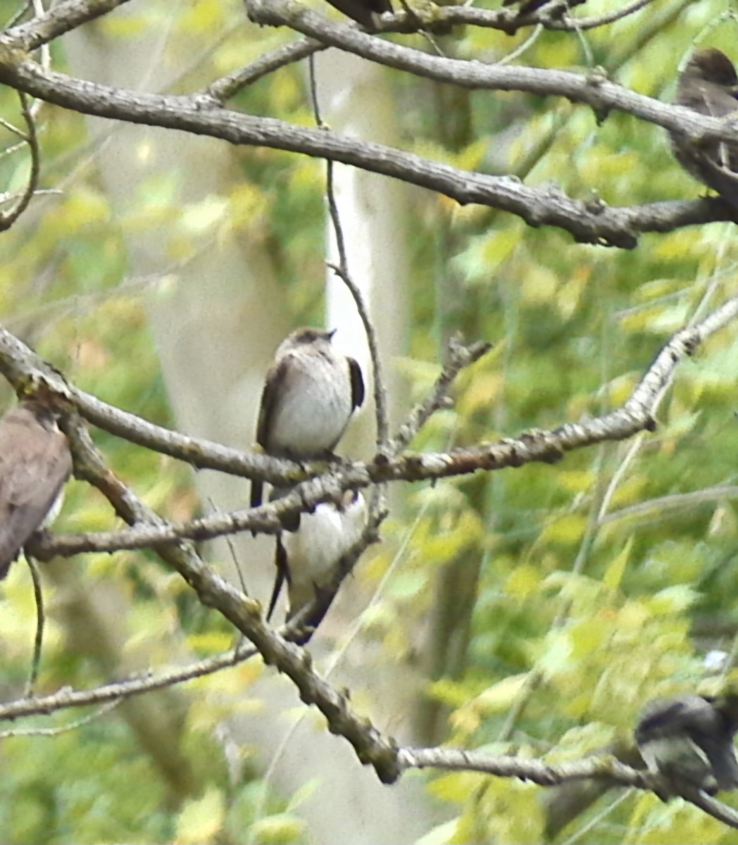 Northern Rough-winged Swallow - ML618852002