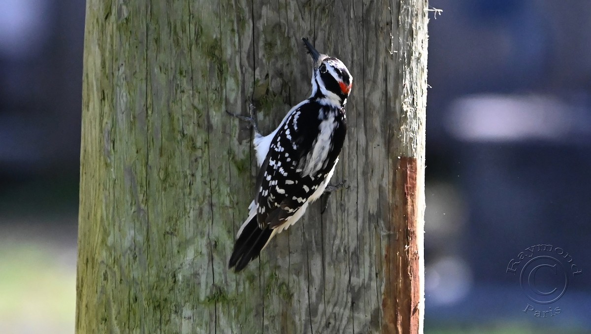 Hairy Woodpecker - Raymond Paris