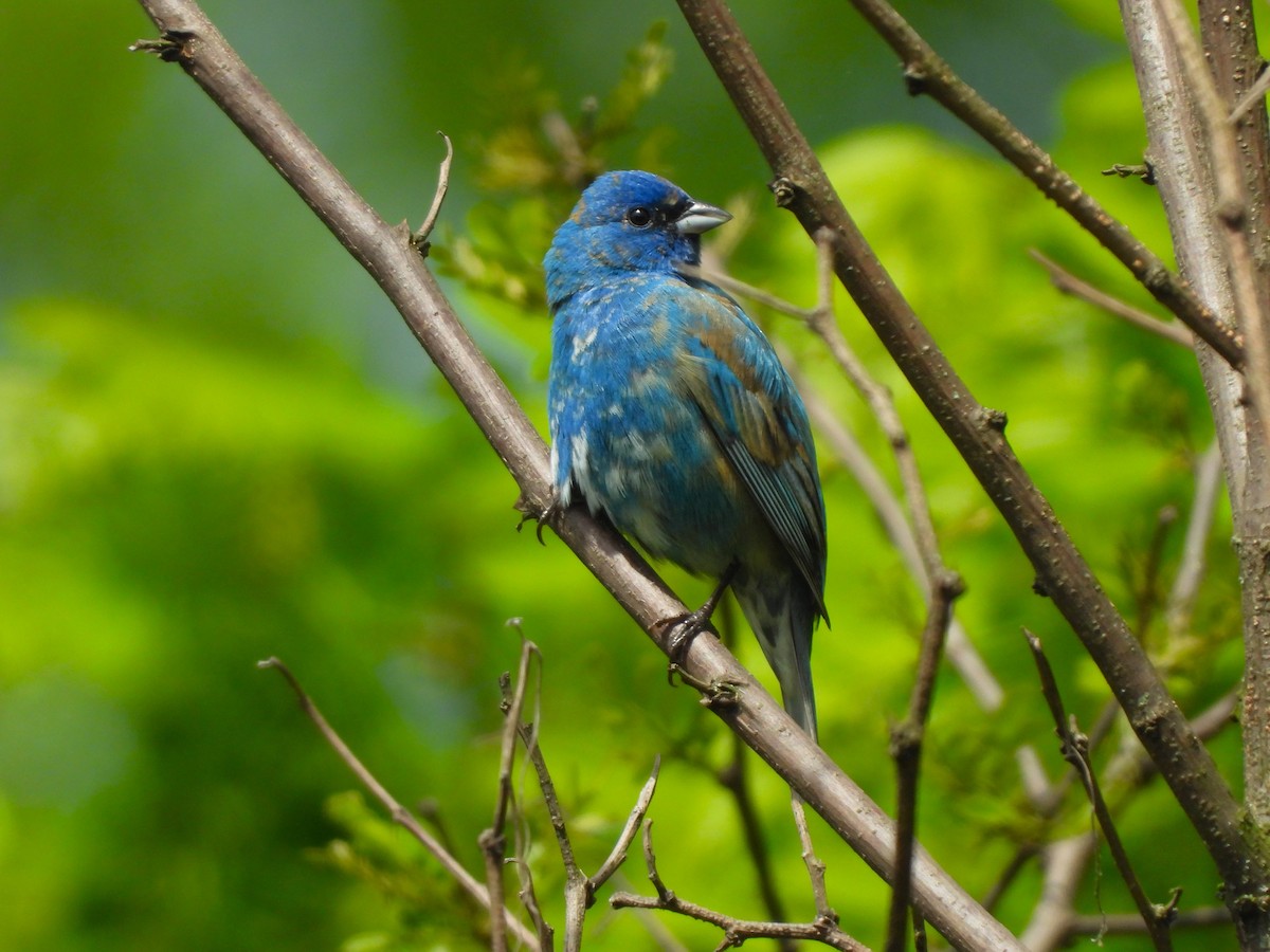 Indigo Bunting - JamEs ParRis