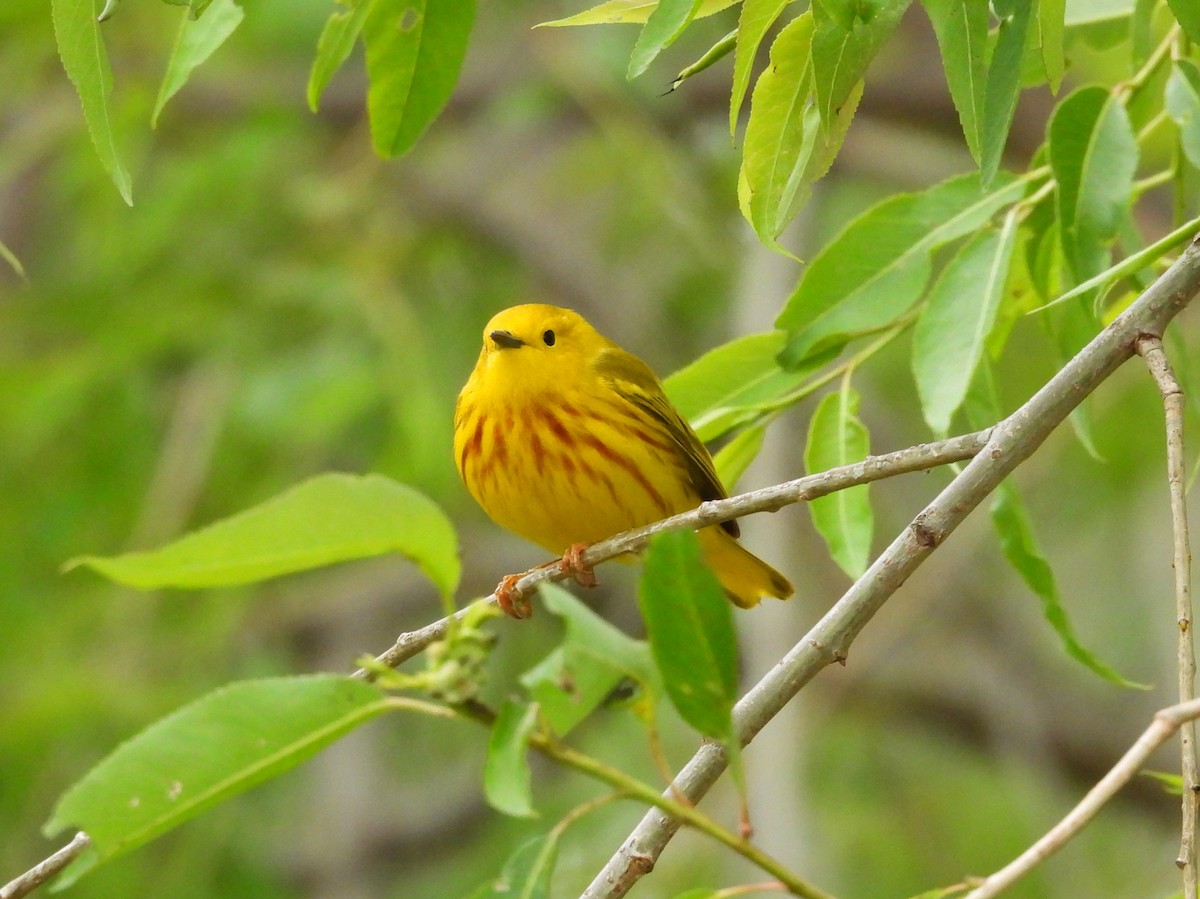 Yellow Warbler - Fannie Courtier