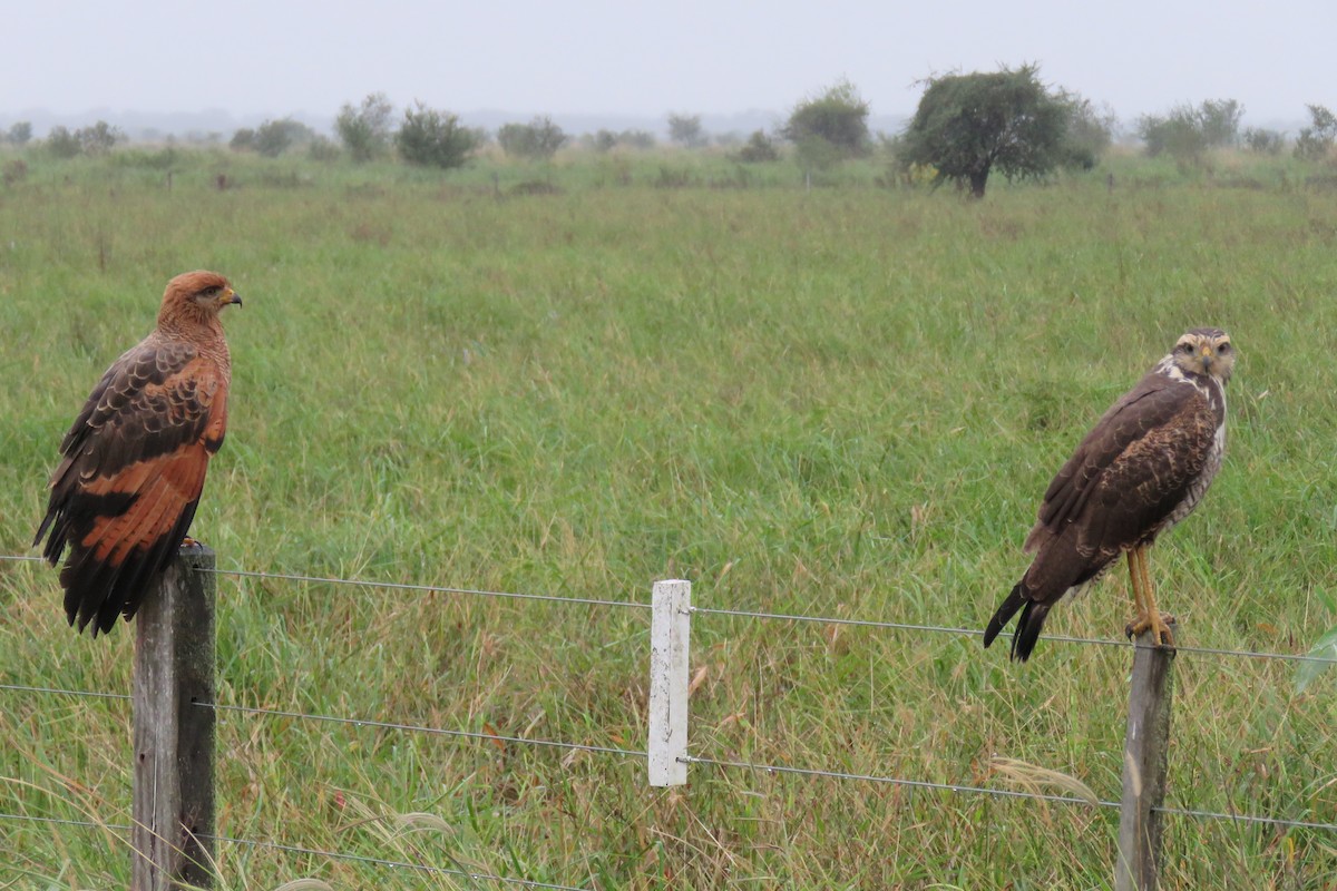 Savanna Hawk - Patricio Cowper Coles