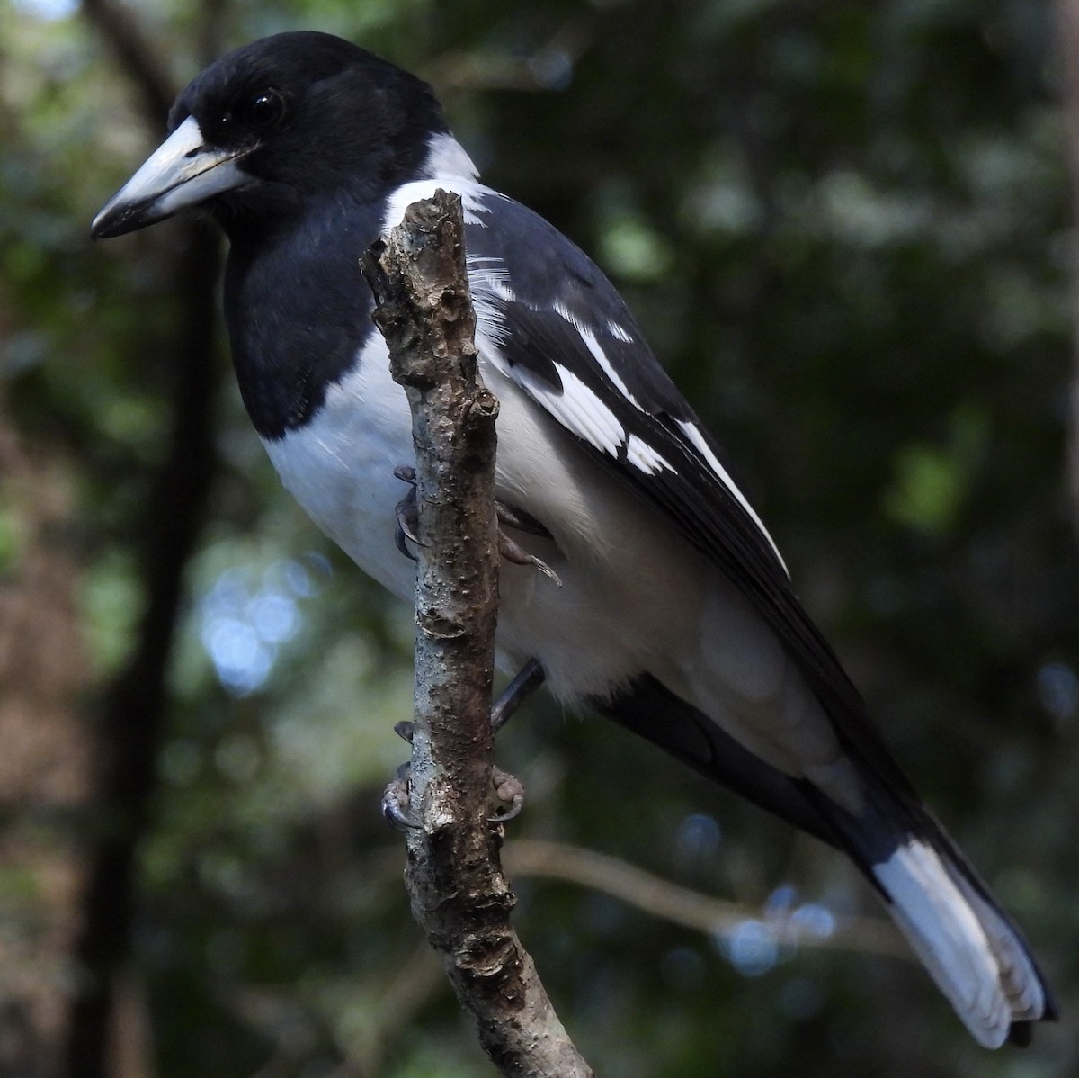 Pied Butcherbird - Maylene McLeod