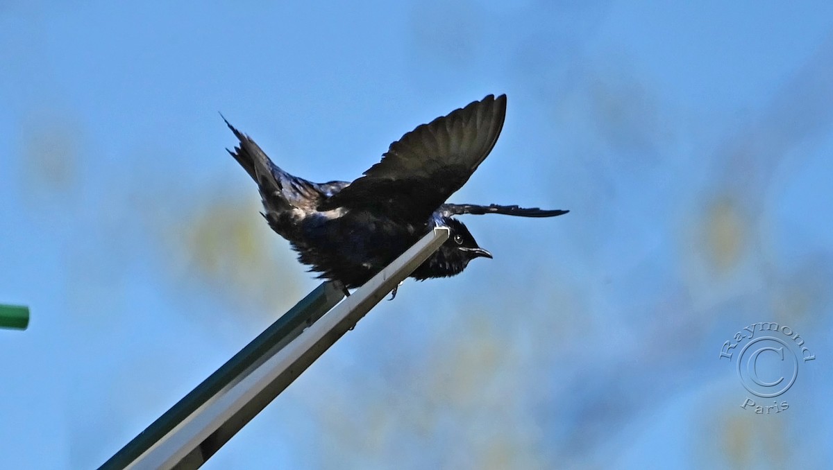 Purple Martin - Raymond Paris