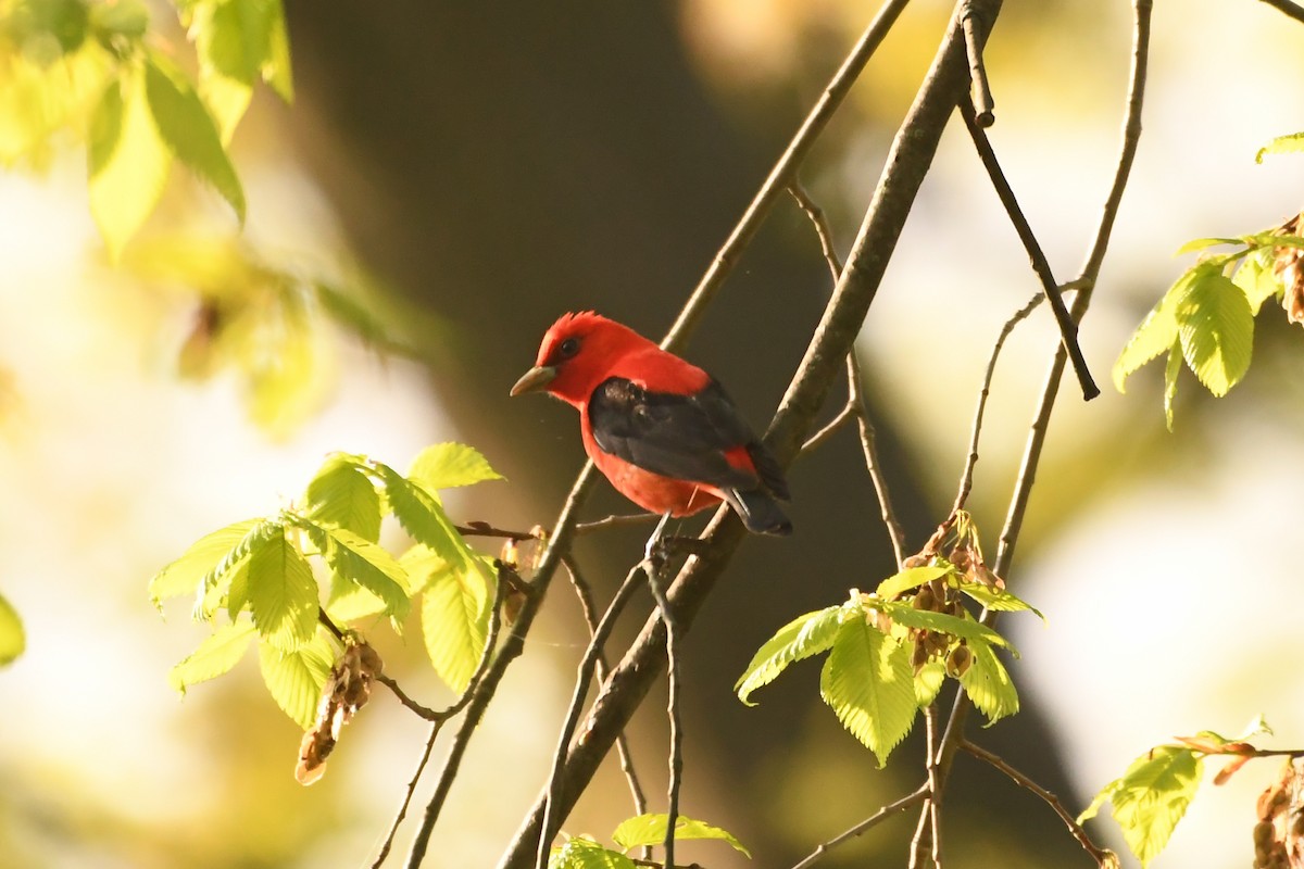 Scarlet Tanager - Penguin Iceberg