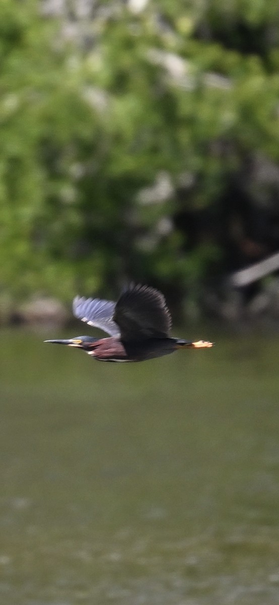 Green Heron - Deborah Penrose