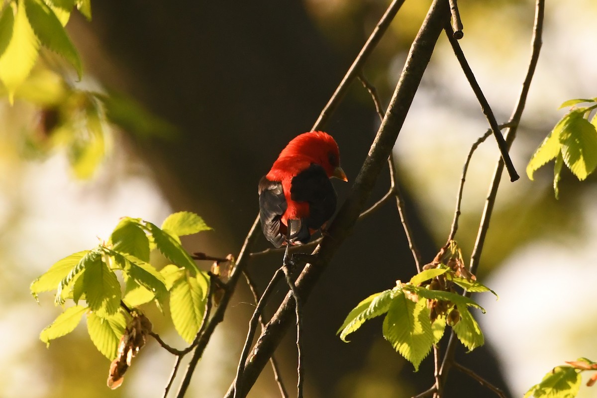 Scarlet Tanager - Penguin Iceberg