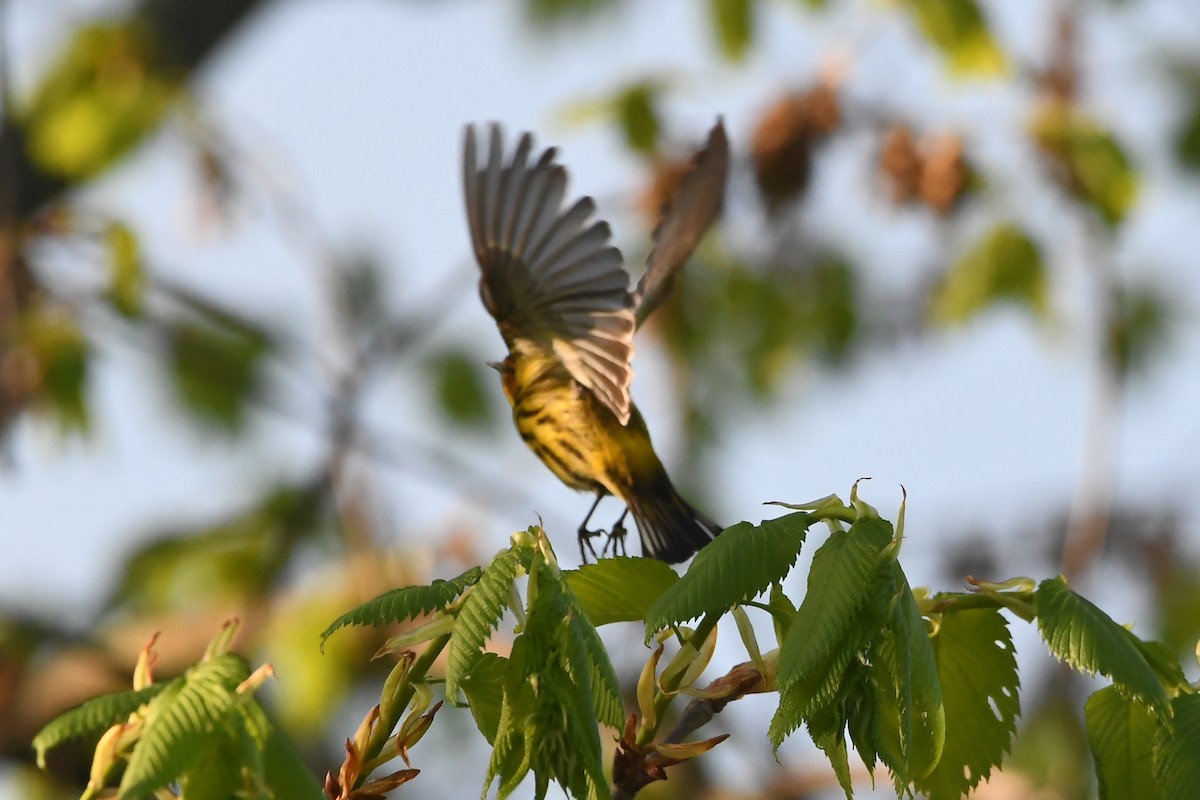 Cape May Warbler - Penguin Iceberg