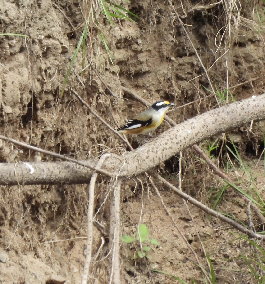 Streifenpanthervogel - ML618852092