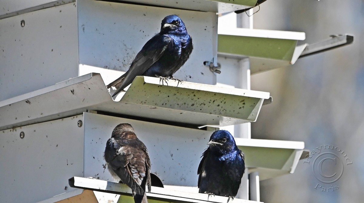 Purple Martin - Raymond Paris