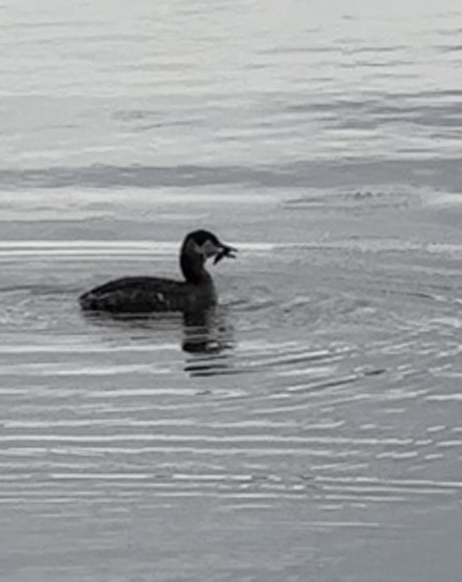 Red-necked Grebe - Anthony Newcomer