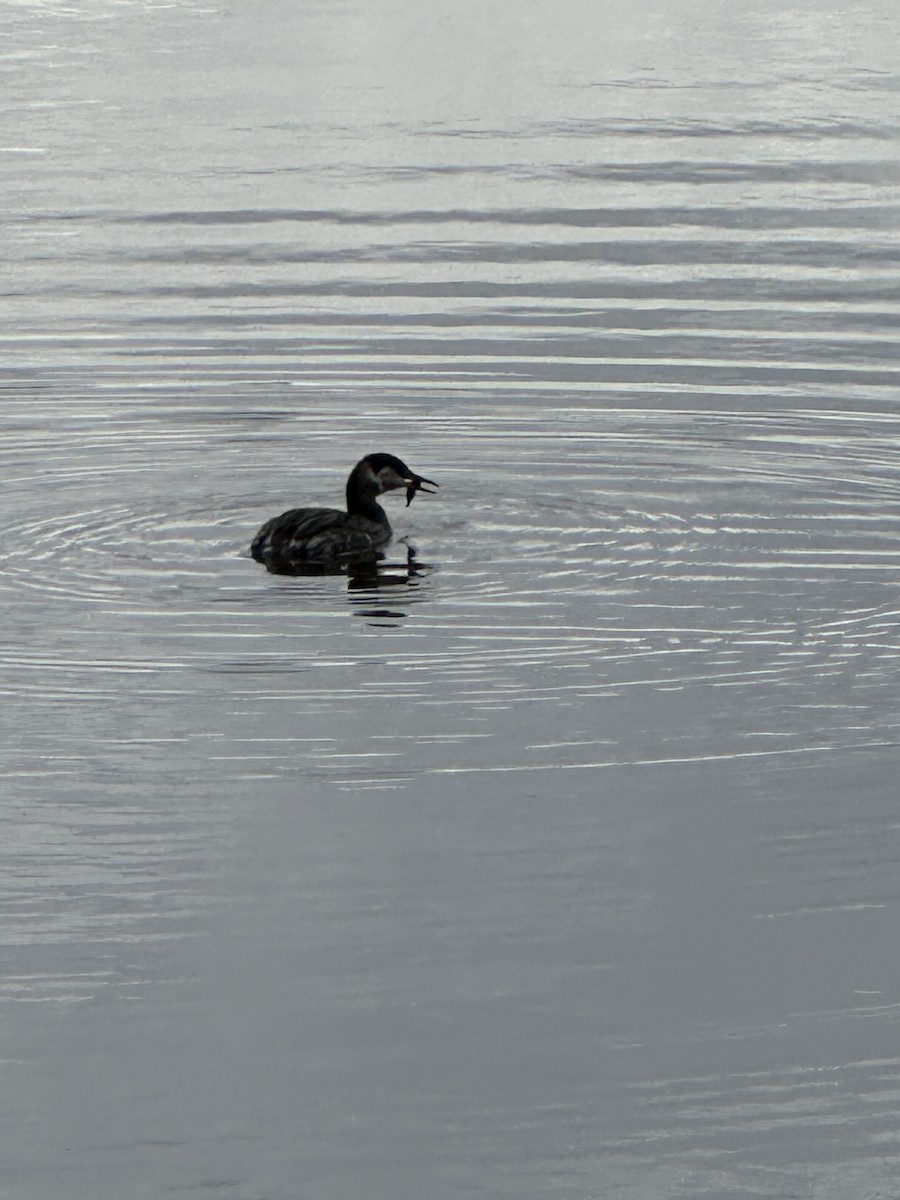 Red-necked Grebe - Anthony Newcomer