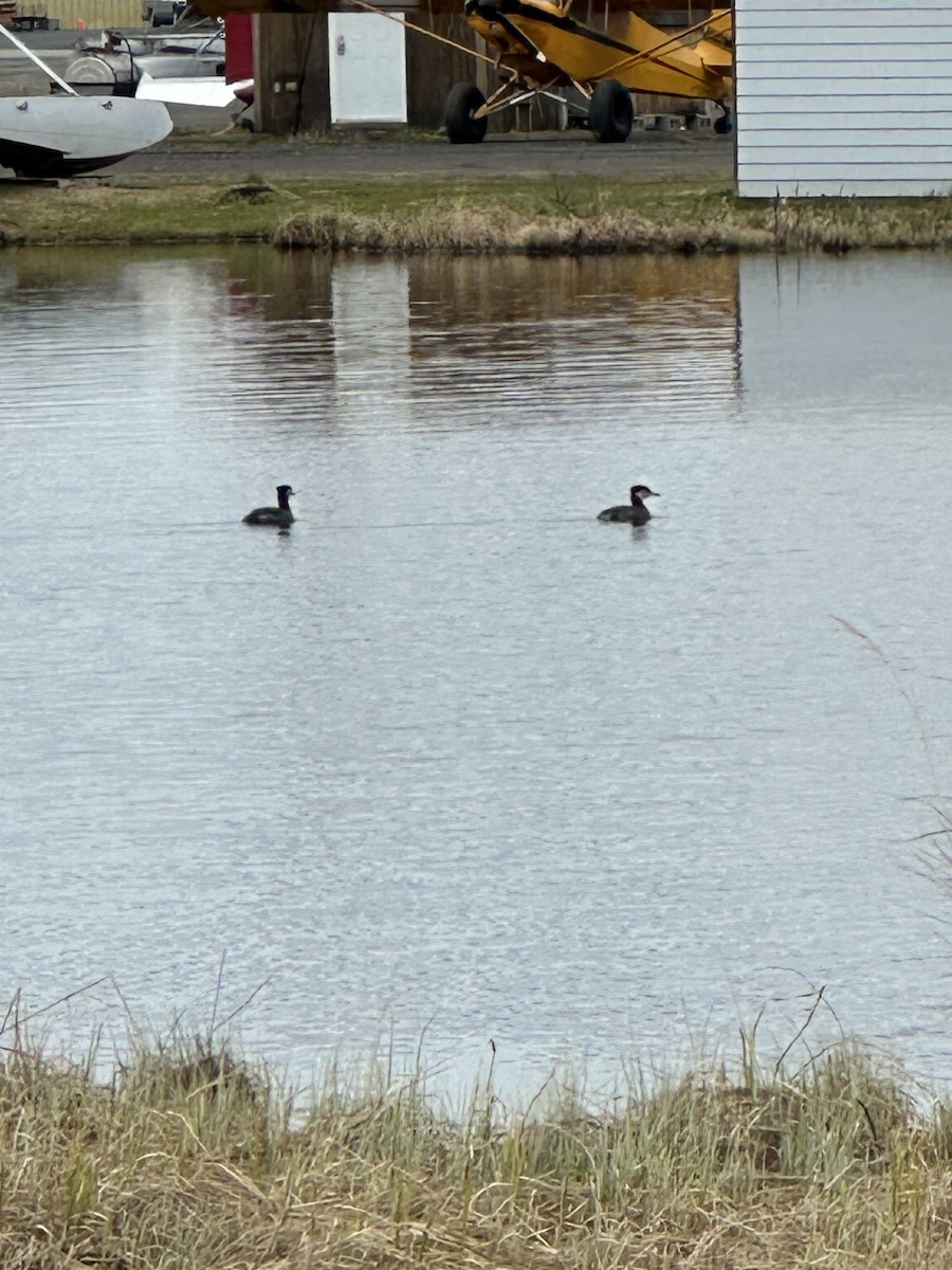 Red-necked Grebe - Anthony Newcomer