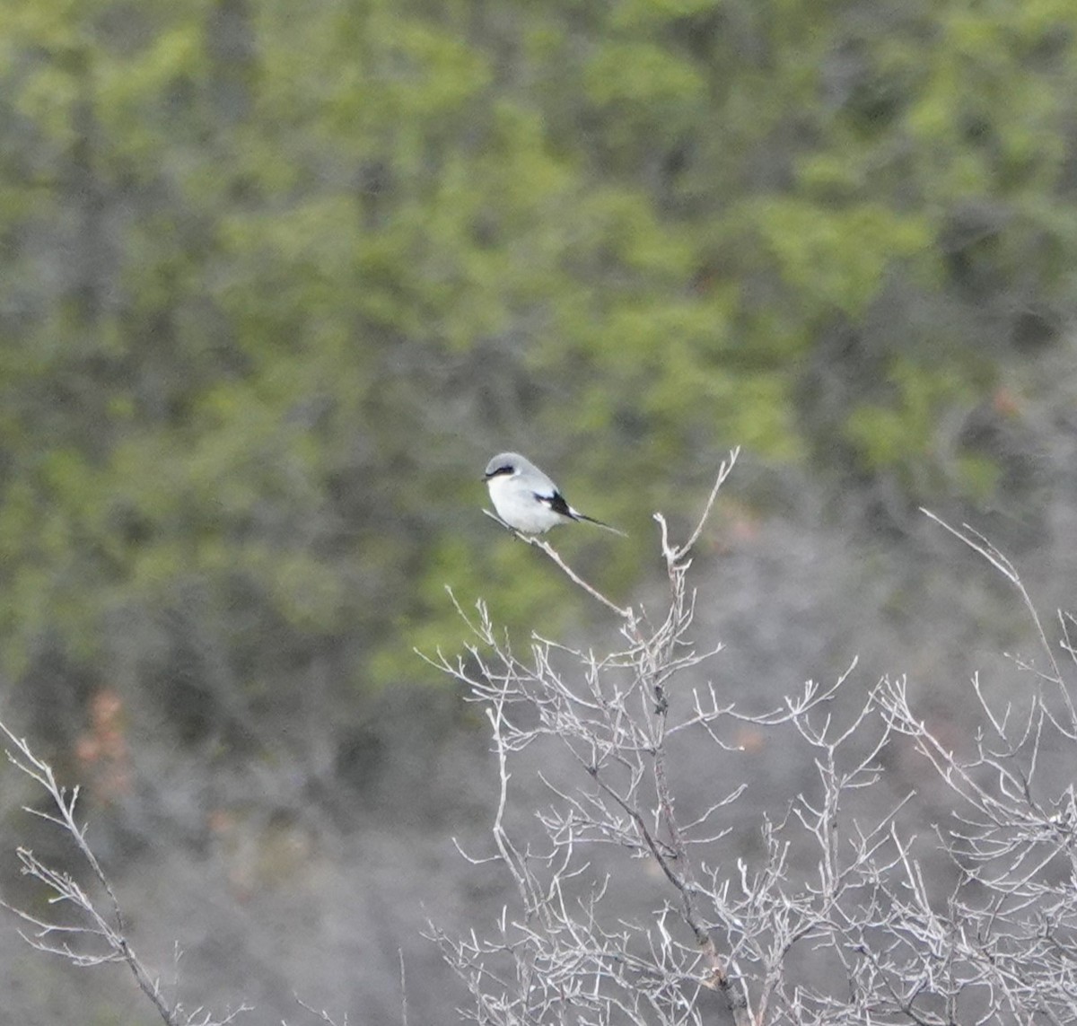 Loggerhead Shrike - terry kilpatrick