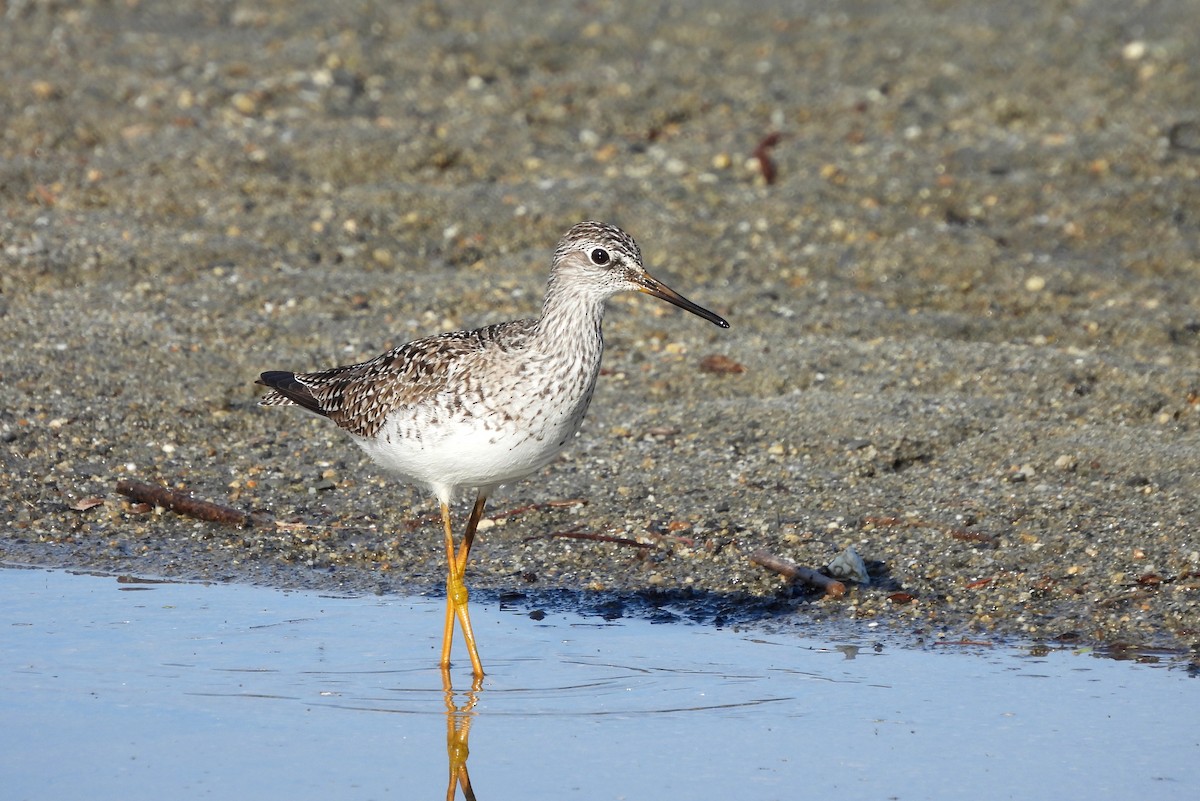 Lesser Yellowlegs - Brad Vissia