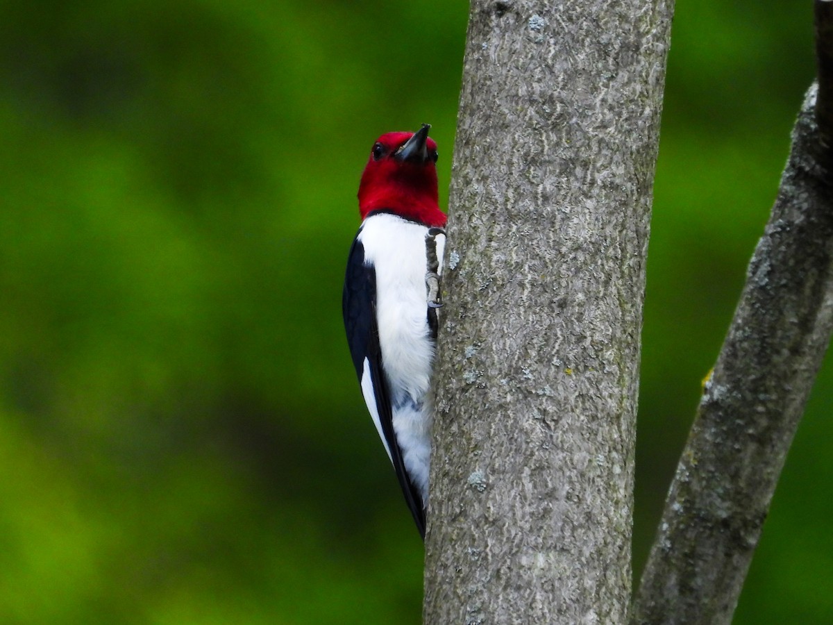 Red-headed Woodpecker - Haley Gottardo