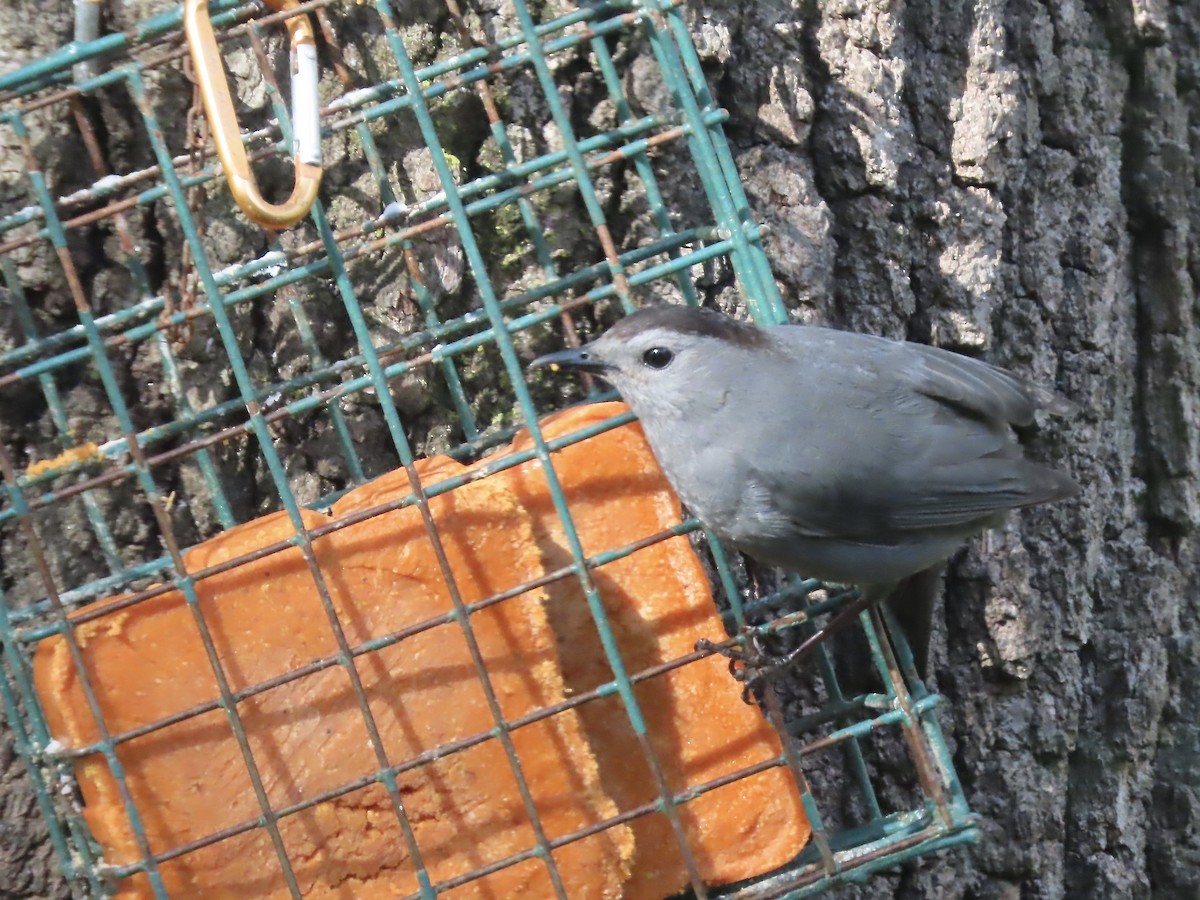 Gray Catbird - Marjorie Watson