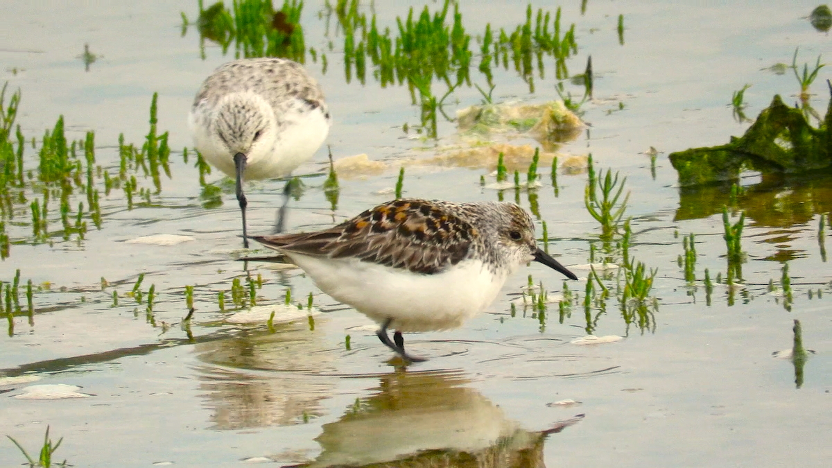 Sanderling - Abel Ojugas Diaz