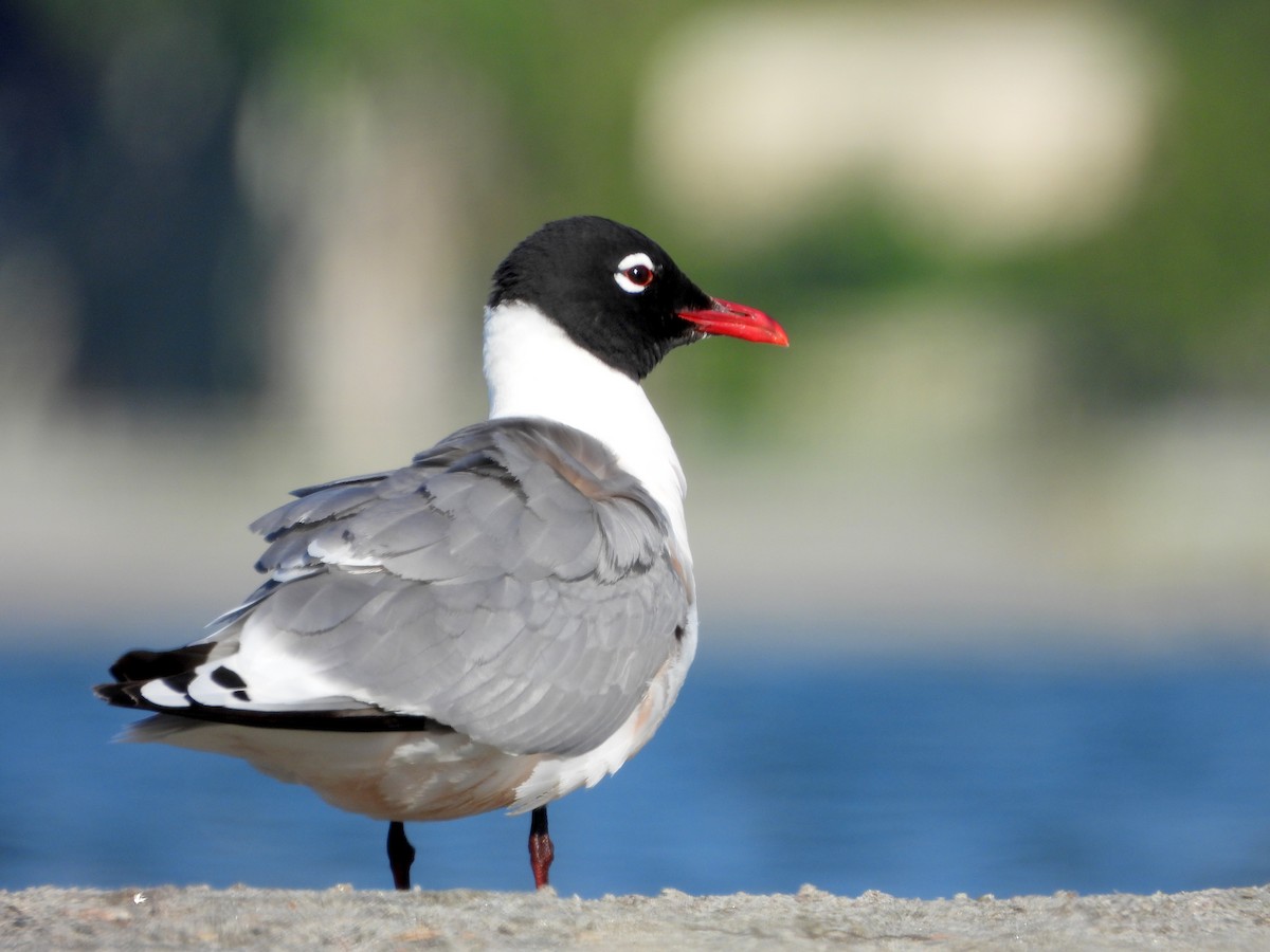 Franklin's Gull - ML618852156