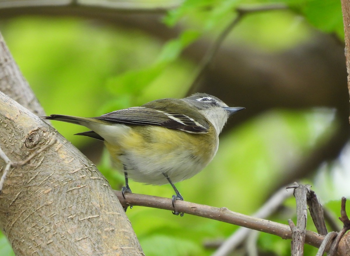 Blue-headed Vireo - Fannie Courtier