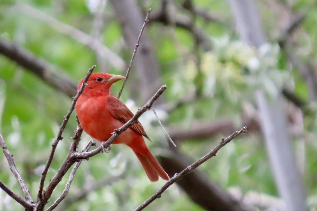 Summer Tanager - Jonathan Montgomery