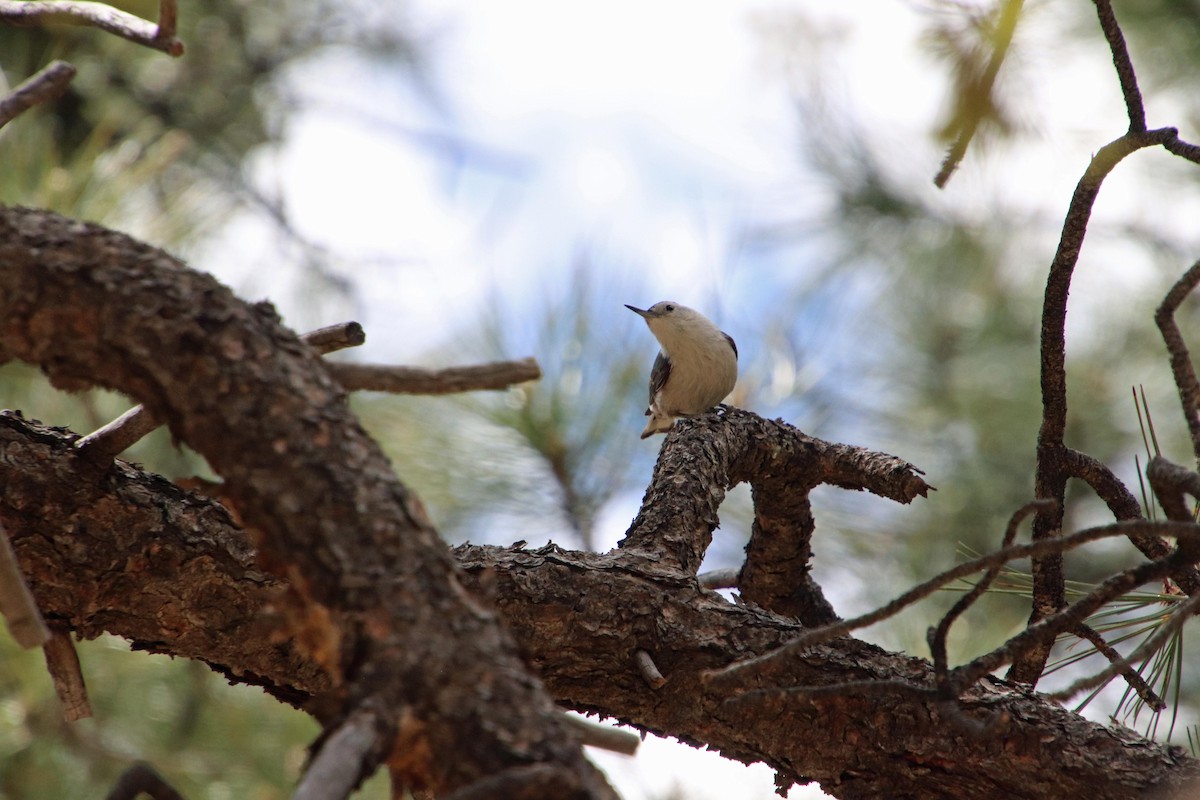 White-breasted Nuthatch - ML618852197
