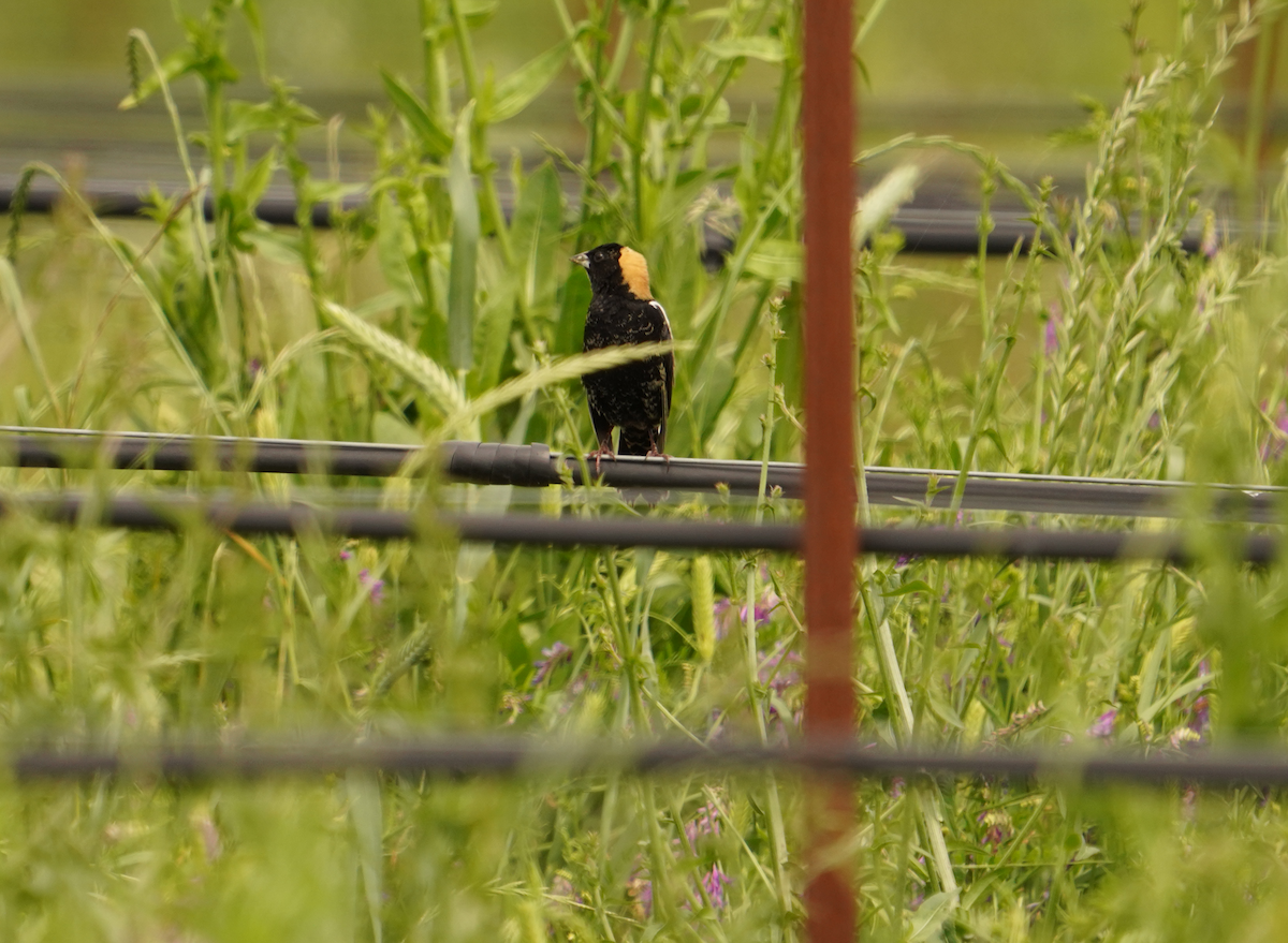 bobolink americký - ML618852199