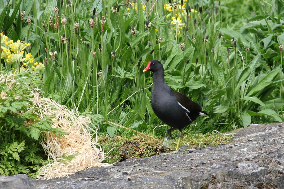 Eurasian Moorhen - ML618852202