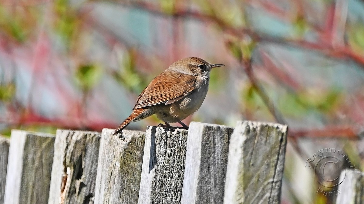 House Wren - Raymond Paris