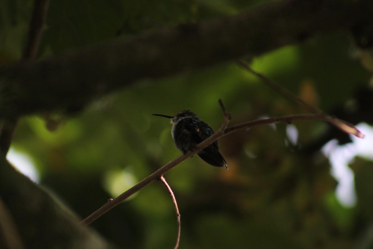 Crowned Woodnymph - ML618852211