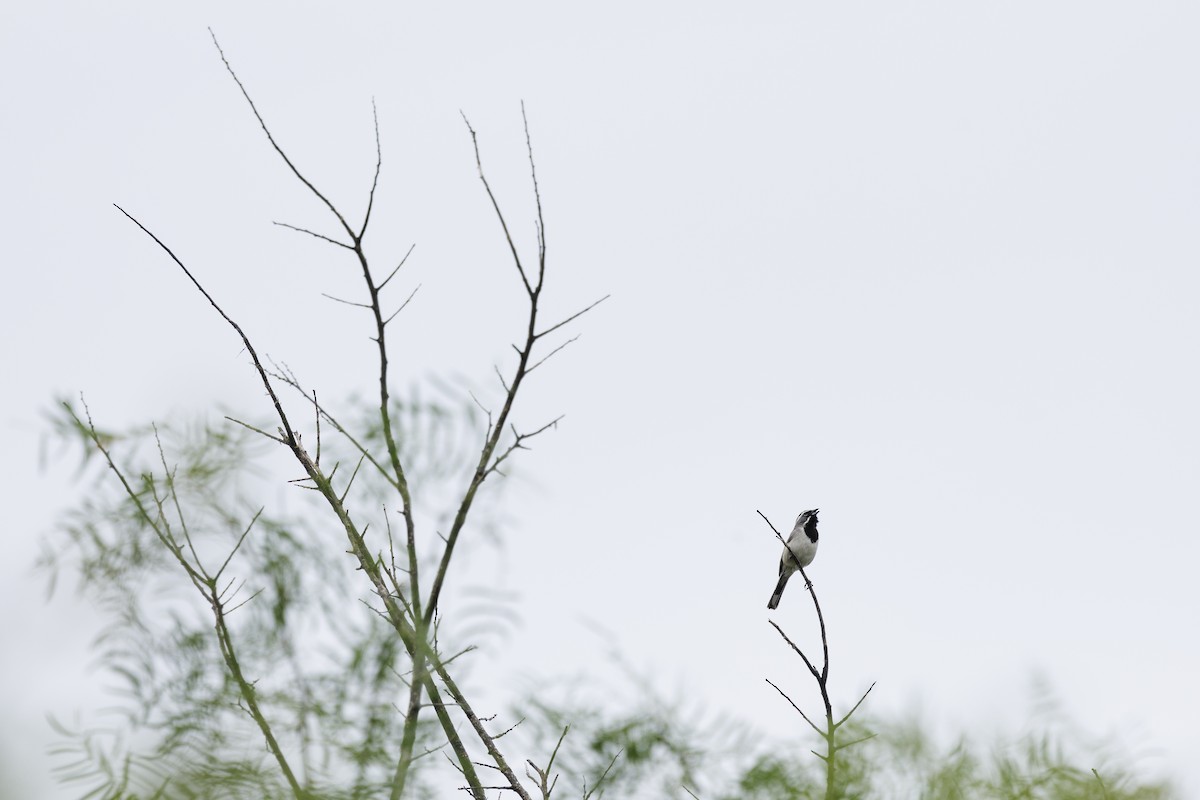 Black-throated Sparrow - ML618852218