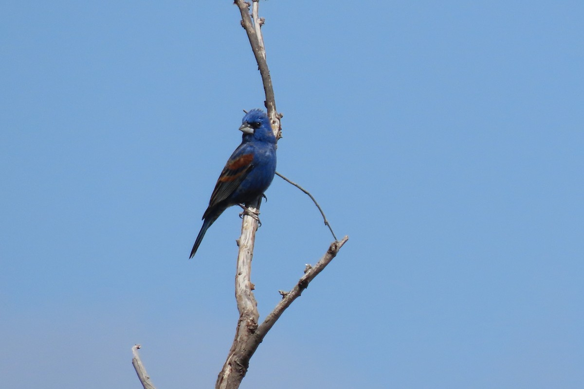 Blue Grosbeak - Jonathan Montgomery