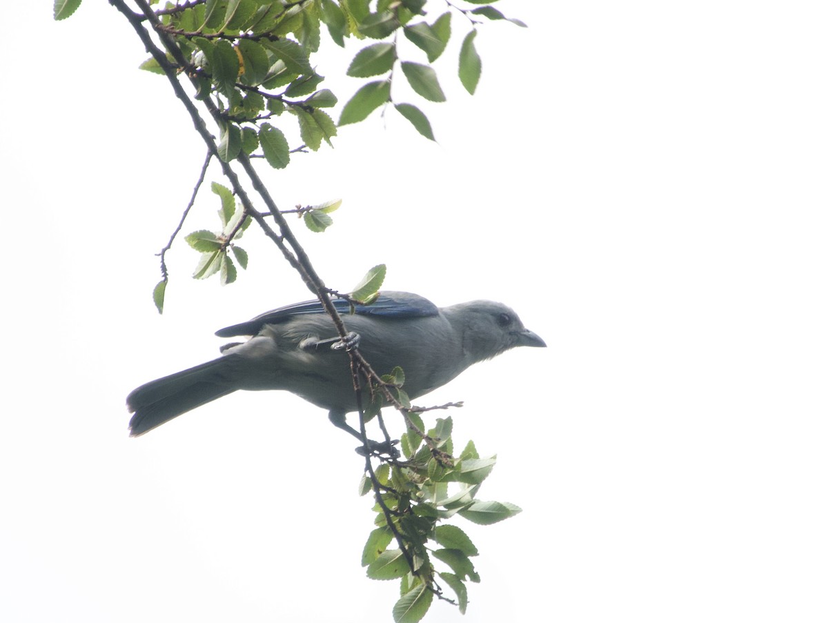Blue-gray Tanager - ML618852237