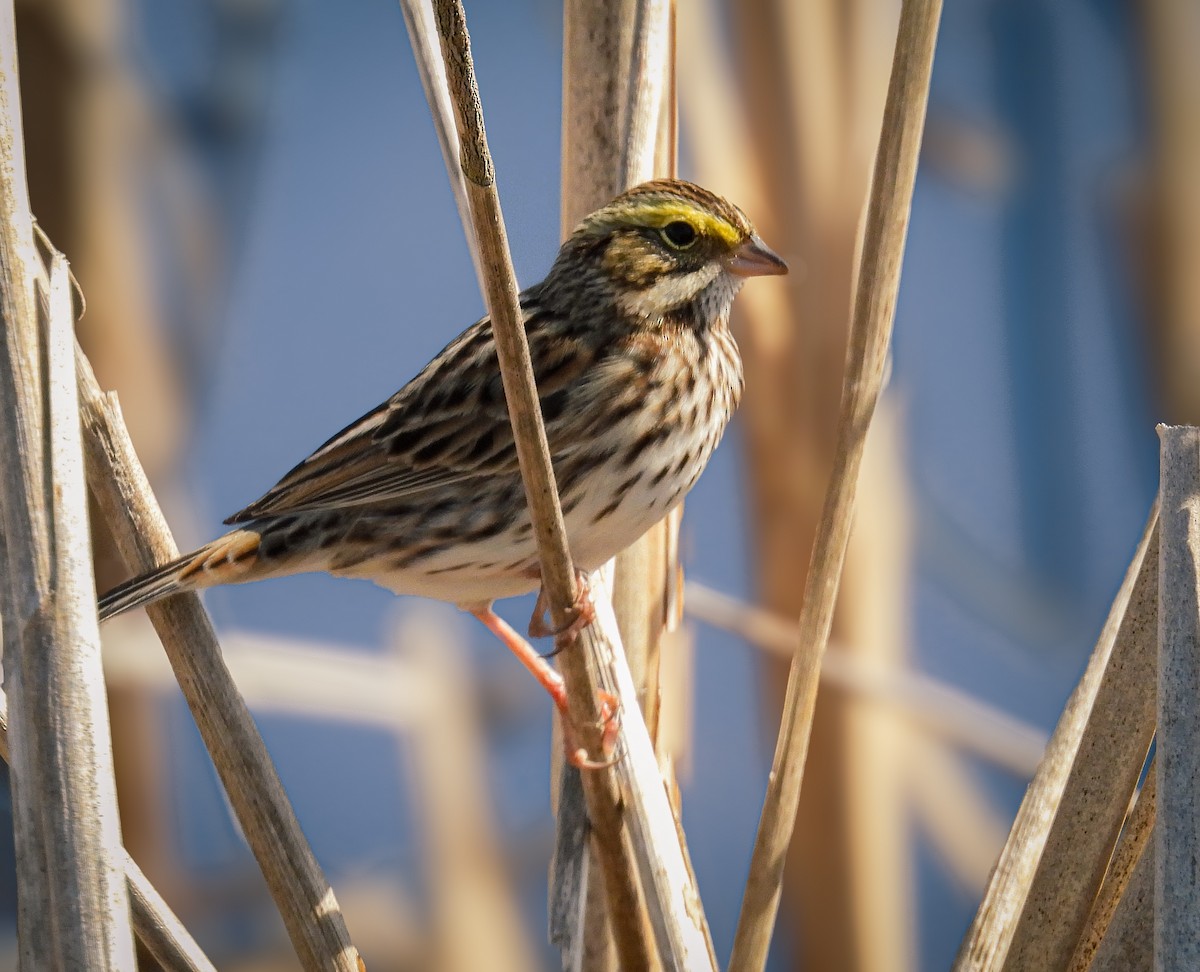 Savannah Sparrow - ML618852253